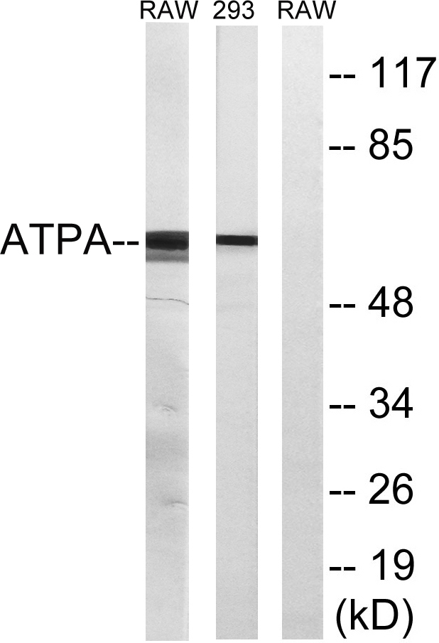 ATP5A Rabbit Polyclonal Antibody | 兔多抗 | EnkiLife恩玑生命