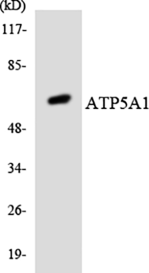 ATP5A Rabbit Polyclonal Antibody | 兔多抗 | EnkiLife恩玑生命