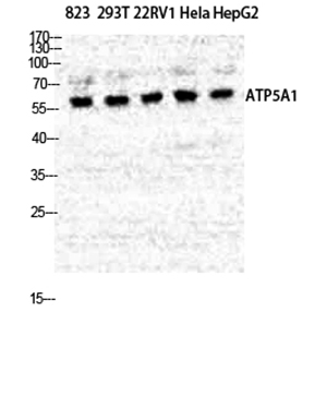 ATP5A Rabbit Polyclonal Antibody | 兔多抗 | EnkiLife恩玑生命