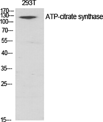 ATP-citrate synthase Rabbit Polyclonal Antibody | 兔多抗 | EnkiLife恩玑生命