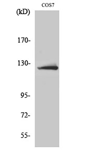 ATP-citrate synthase Rabbit Polyclonal Antibody | 兔多抗 | EnkiLife恩玑生命