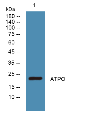 ATPO Rabbit Polyclonal Antibody | 兔多抗 | EnkiLife恩玑生命