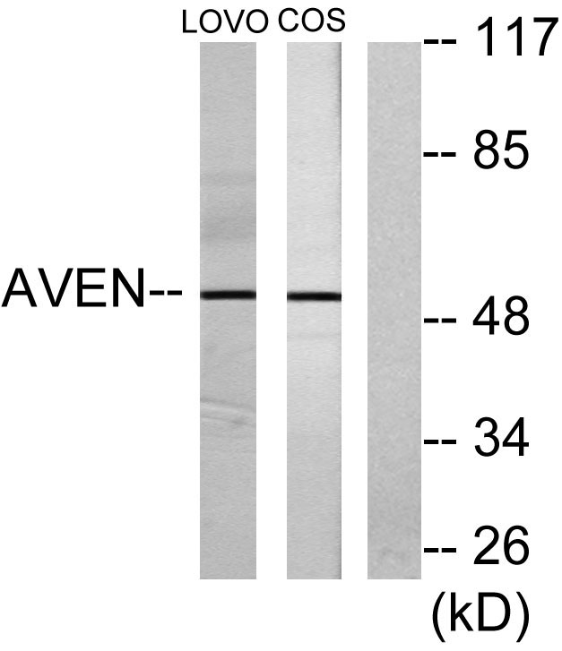 Aven Rabbit Polyclonal Antibody | 兔多抗 | EnkiLife恩玑生命