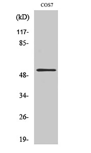 Aven Rabbit Polyclonal Antibody | 兔多抗 | EnkiLife恩玑生命