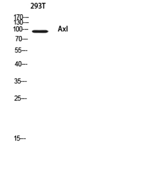 Axl Rabbit Polyclonal Antibody | 兔多抗 | EnkiLife恩玑生命
