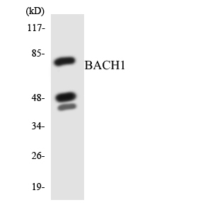 BACH1 Rabbit Polyclonal Antibody | 兔多抗 | EnkiLife恩玑生命