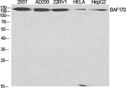 BAF170 Rabbit Polyclonal Antibody | 兔多抗 | EnkiLife恩玑生命