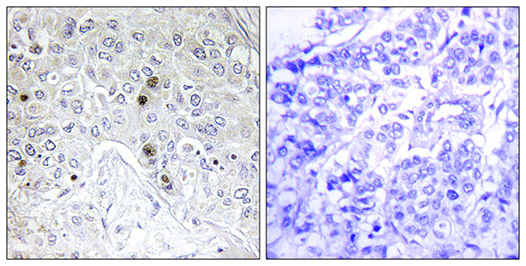 B-ATF Rabbit Polyclonal Antibody | 兔多抗 | EnkiLife恩玑生命