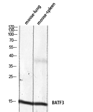 BATF3 Rabbit Polyclonal Antibody | 兔多抗 | EnkiLife恩玑生命