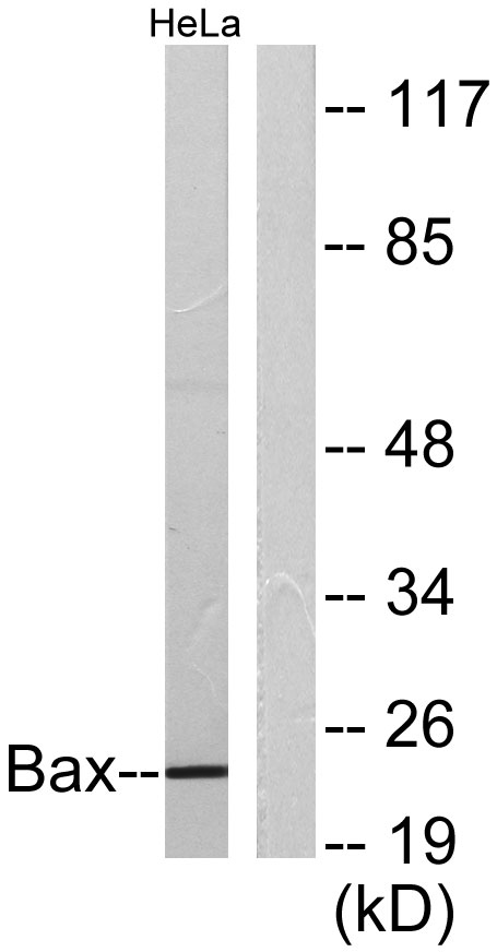 Bax Rabbit Polyclonal Antibody | 兔多抗 | EnkiLife恩玑生命