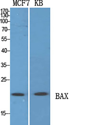 Bax Rabbit Polyclonal Antibody | 兔多抗 | EnkiLife恩玑生命