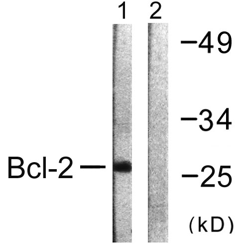 Bcl-2 Rabbit Polyclonal Antibody | 兔多抗 | EnkiLife恩玑生命