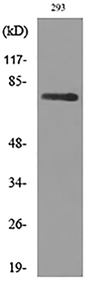 Bcl-6 Rabbit Polyclonal Antibody | 兔多抗 | EnkiLife恩玑生命