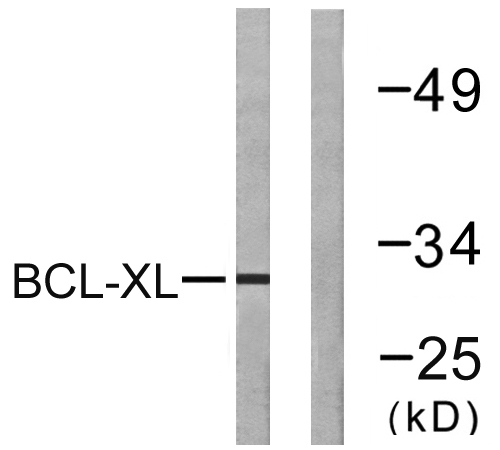 Bcl-x Rabbit Polyclonal Antibody | 兔多抗 | EnkiLife恩玑生命