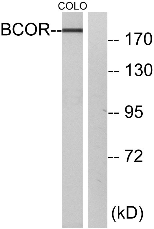 BCoR Rabbit Polyclonal Antibody | 兔多抗 | EnkiLife恩玑生命