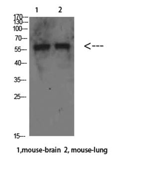 Beclin-1 Rabbit Polyclonal Antibody | 兔多抗 | EnkiLife恩玑生命