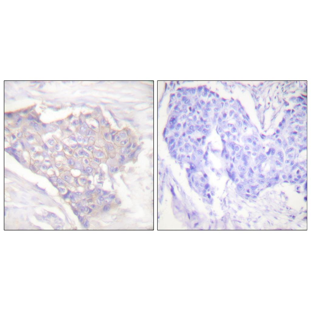 Bim Rabbit Polyclonal Antibody | 兔多抗 | EnkiLife恩玑生命