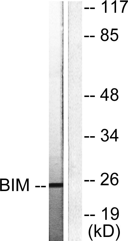 Bim Rabbit Polyclonal Antibody | 兔多抗 | EnkiLife恩玑生命