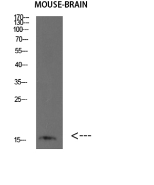 BLBP Rabbit Polyclonal Antibody | 兔多抗 | EnkiLife恩玑生命