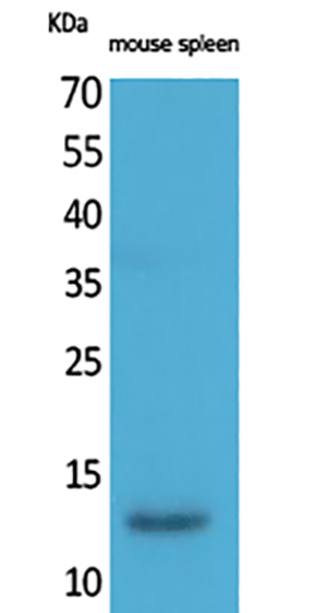 BLC Rabbit Polyclonal Antibody | 兔多抗 | EnkiLife恩玑生命