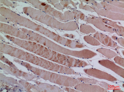 BLC Rabbit Polyclonal Antibody | 兔多抗 | EnkiLife恩玑生命
