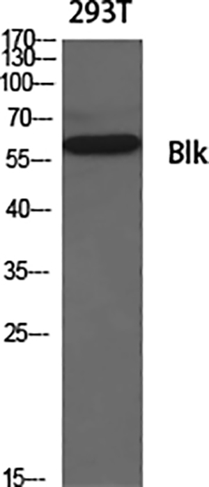 Blk Rabbit Polyclonal Antibody | 兔多抗 | EnkiLife恩玑生命