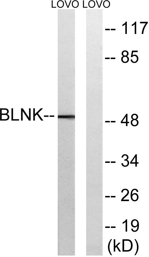 BLNK Rabbit Polyclonal Antibody | 兔多抗 | EnkiLife恩玑生命