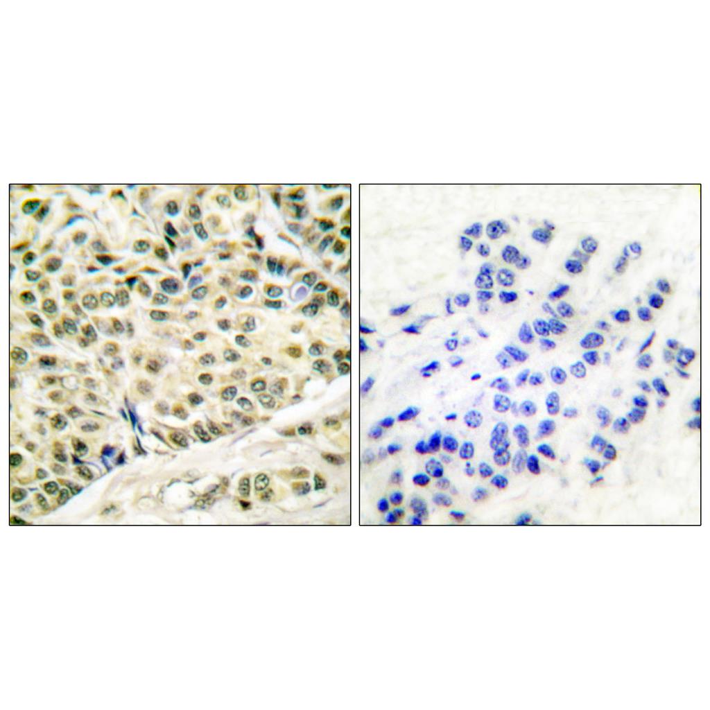 BM28 Rabbit Polyclonal Antibody | 兔多抗 | EnkiLife恩玑生命