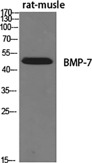 BMP-7 Rabbit Polyclonal Antibody | 兔多抗 | EnkiLife恩玑生命