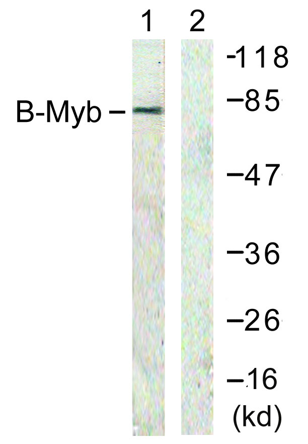 B-Myb Rabbit Polyclonal Antibody | 兔多抗 | EnkiLife恩玑生命