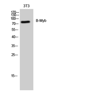 B-Myb Rabbit Polyclonal Antibody | 兔多抗 | EnkiLife恩玑生命