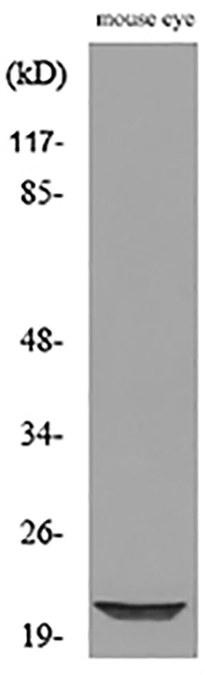 BNIP-3 Rabbit Polyclonal Antibody | 兔多抗 | EnkiLife恩玑生命