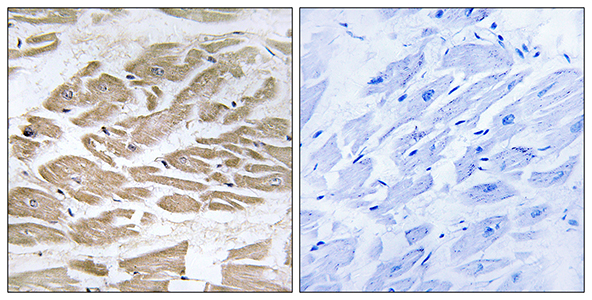 Brp44L Rabbit Polyclonal Antibody | 兔多抗 | EnkiLife恩玑生命