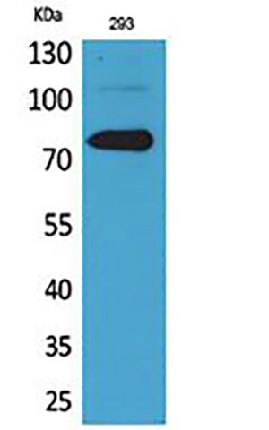 Btk Rabbit Polyclonal Antibody | 兔多抗 | EnkiLife恩玑生命