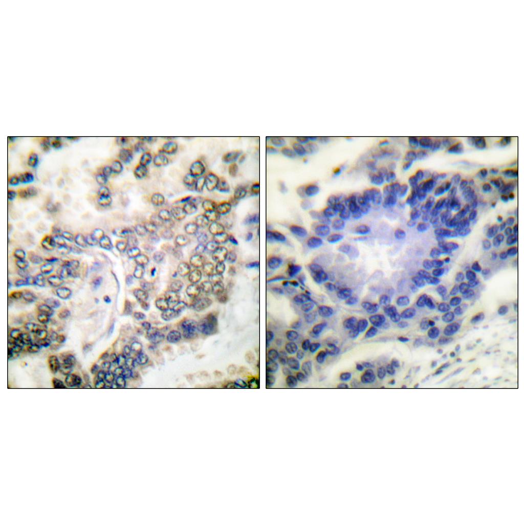C/EBP α Rabbit Polyclonal Antibody | 兔多抗 | EnkiLife恩玑生命