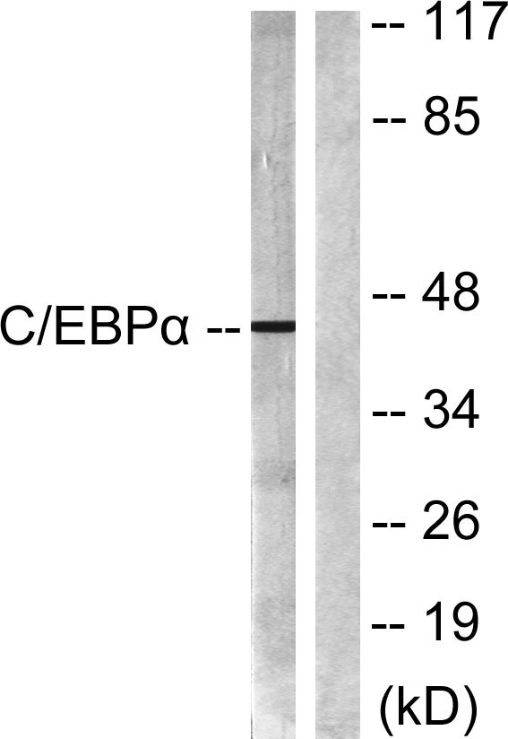 C/EBP α Rabbit Polyclonal Antibody | 兔多抗 | EnkiLife恩玑生命