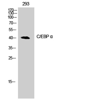 C/EBP α Rabbit Polyclonal Antibody | 兔多抗 | EnkiLife恩玑生命