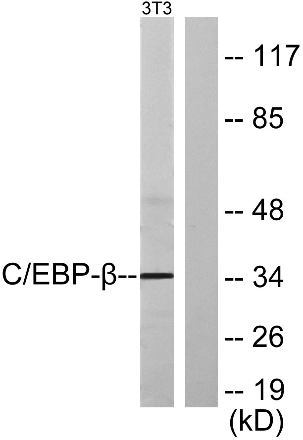 C/EBP β Rabbit Polyclonal Antibody | 兔多抗 | EnkiLife恩玑生命
