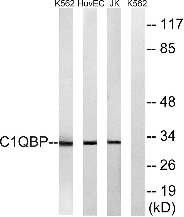 C1QBP Rabbit Polyclonal Antibody | 兔多抗 | EnkiLife恩玑生命