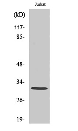 C1QBP Rabbit Polyclonal Antibody | 兔多抗 | EnkiLife恩玑生命