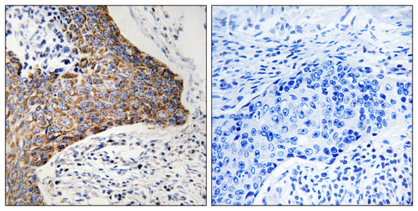 C1QBP Rabbit Polyclonal Antibody | 兔多抗 | EnkiLife恩玑生命