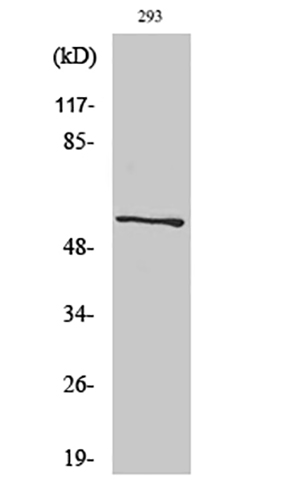 CA IX Rabbit Polyclonal Antibody | 兔多抗 | EnkiLife恩玑生命