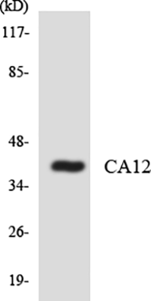 CA XII Rabbit Polyclonal Antibody | 兔多抗 | EnkiLife恩玑生命