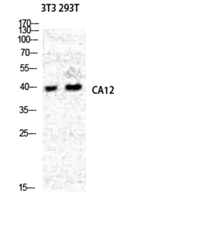 CA XII Rabbit Polyclonal Antibody | 兔多抗 | EnkiLife恩玑生命