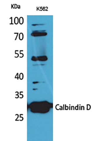 Calbindin D28K Rabbit Polyclonal Antibody | 兔多抗 | EnkiLife恩玑生命