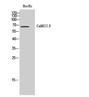 CaMKK2 Rabbit Polyclonal Antibody | 兔多抗 | EnkiLife恩玑生命