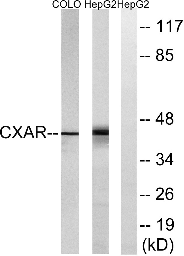 CAR Rabbit Polyclonal Antibody | 兔多抗 | EnkiLife恩玑生命