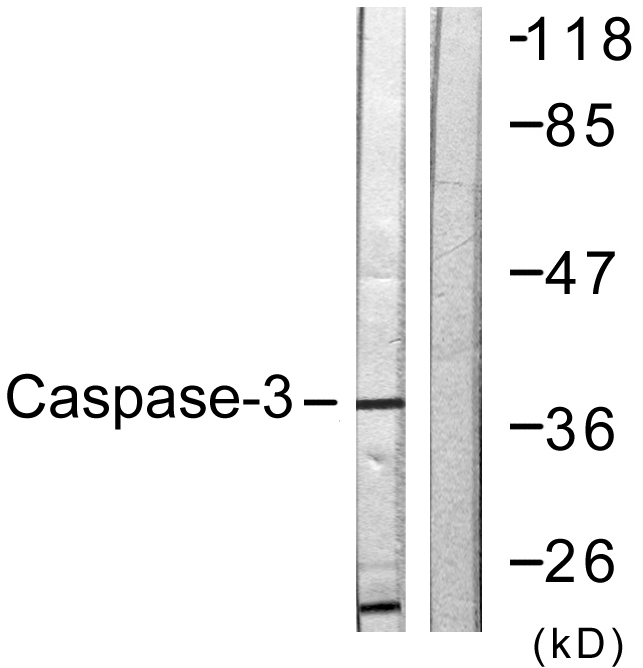 Caspase-3 Rabbit Polyclonal Antibody | 兔多抗 | EnkiLife恩玑生命