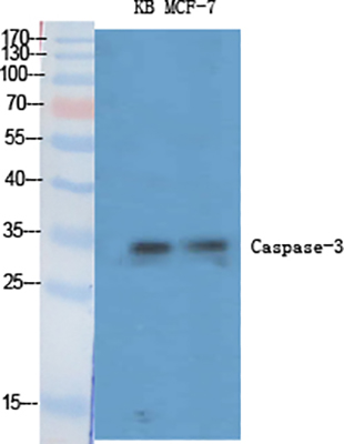 Caspase-3 Rabbit Polyclonal Antibody | 兔多抗 | EnkiLife恩玑生命