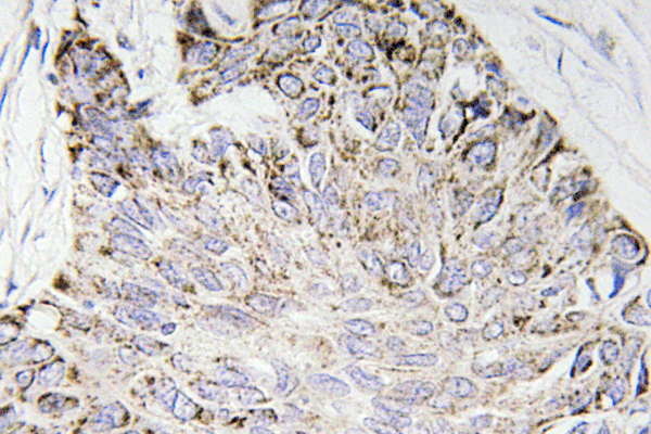 Caspase-4 Rabbit Polyclonal Antibody | 兔多抗 | EnkiLife恩玑生命